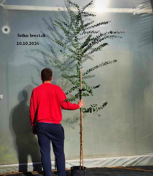 Eucalyptus Baby Blue